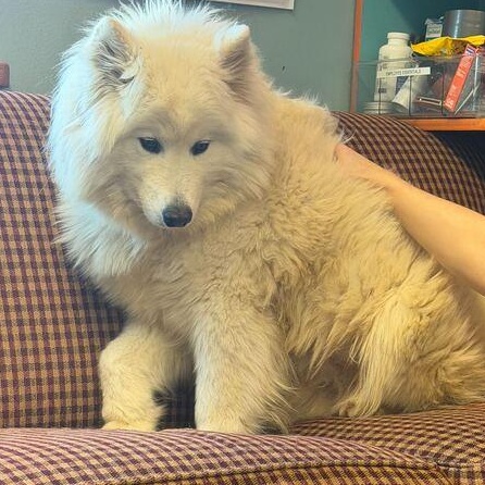 Enlarge Summer, an adopted Samoyed in Driggs, ID image 5/6
