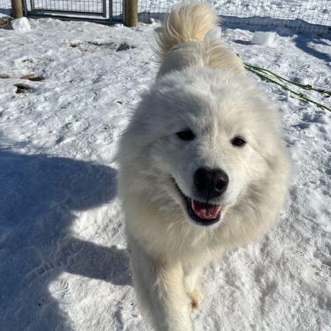 Enlarge Summer, an adopted Samoyed in Driggs, ID image 4/6