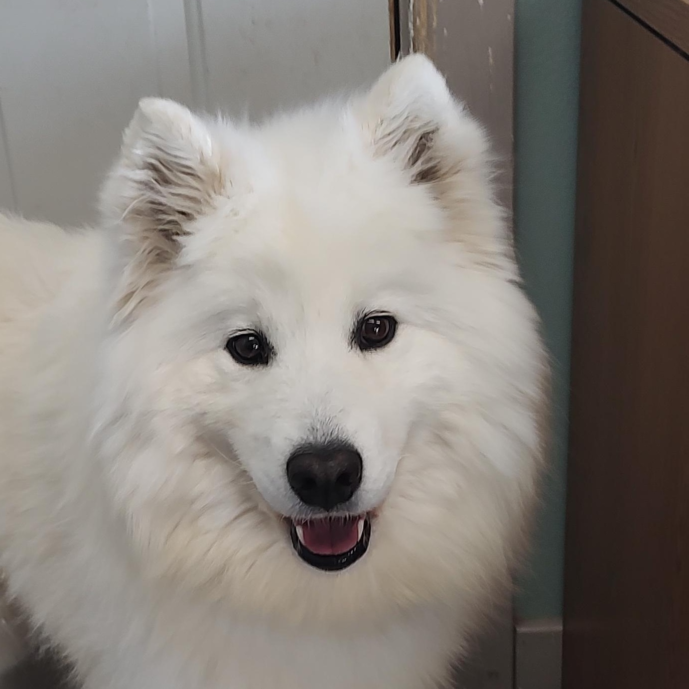 Enlarge Summer, an adopted Samoyed in Driggs, ID image 1/6