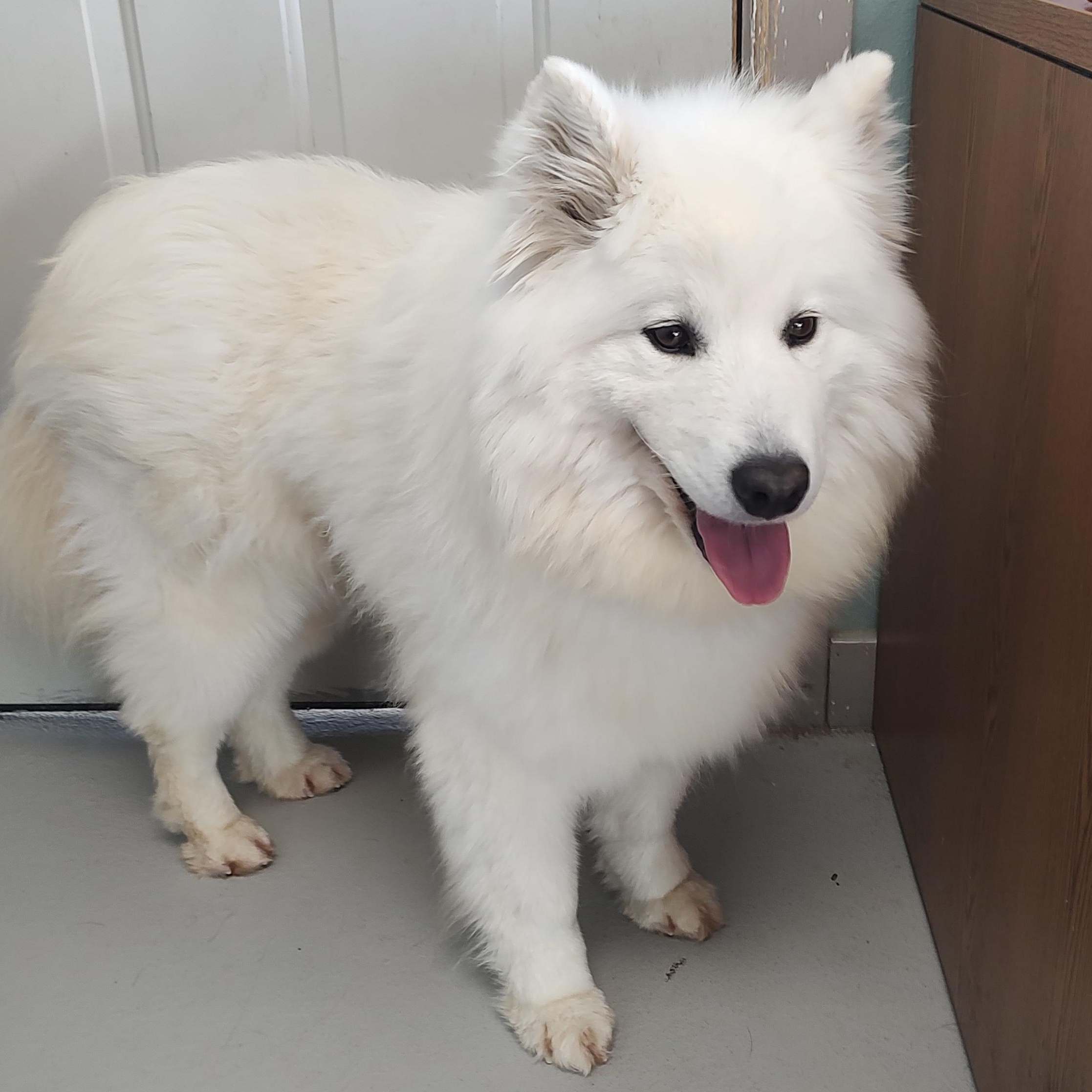 Enlarge Summer, an adopted Samoyed in Driggs, ID image 3/6