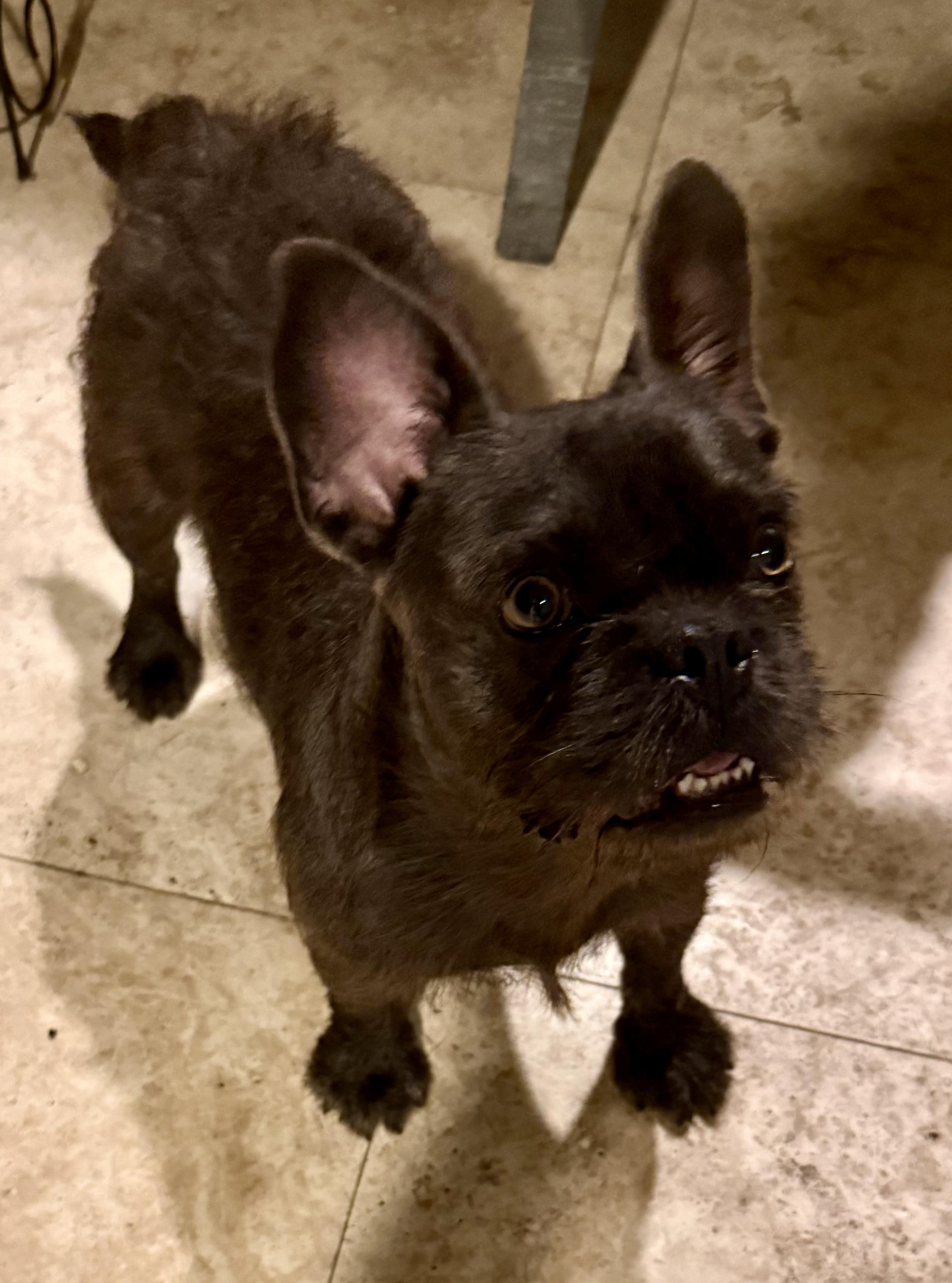 Fluffy Frenchie puppy boy hypoallergenic , an adopted French Bulldog in Boca Raton, FL image 1/6