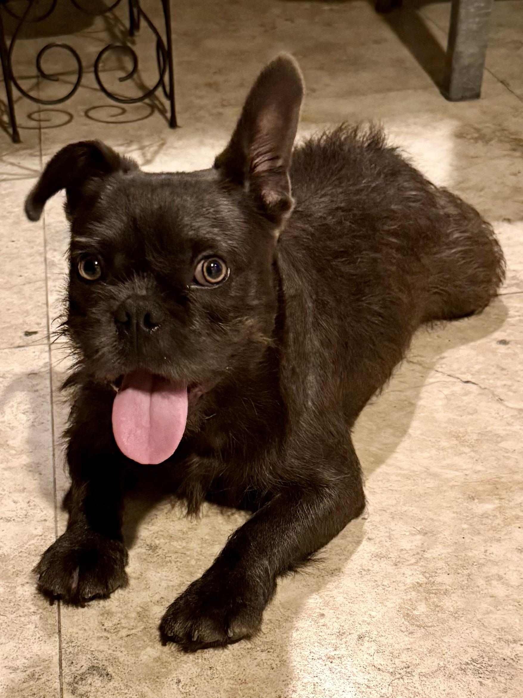 Fluffy Frenchie puppy boy hypoallergenic , an adopted French Bulldog in Boca Raton, FL image 5/6