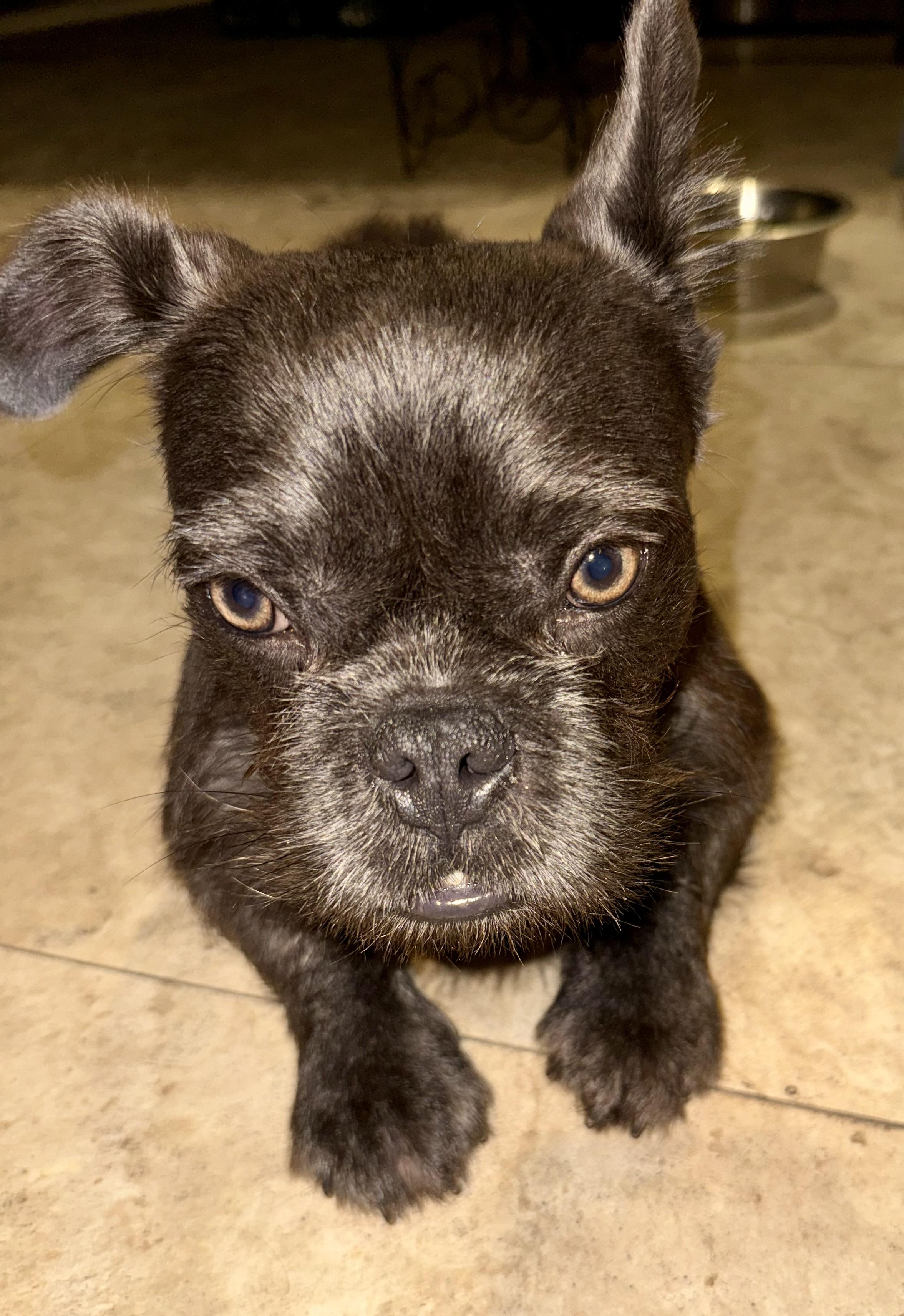 Fluffy Frenchie puppy boy hypoallergenic , an adopted French Bulldog in Boca Raton, FL image 4/6