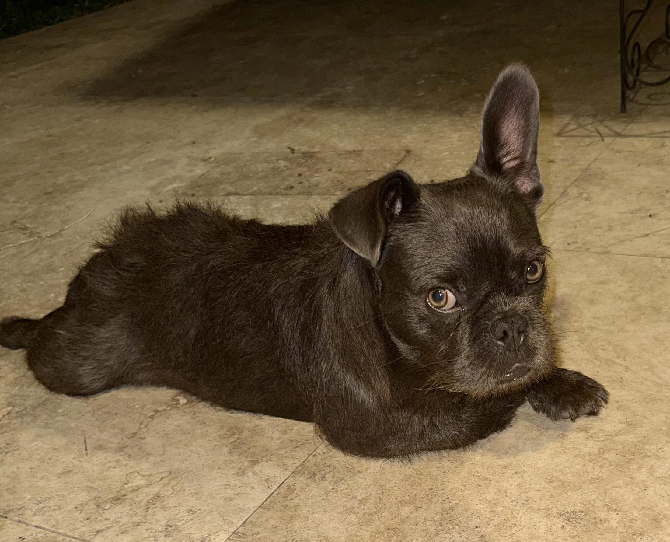 Fluffy Frenchie puppy boy hypoallergenic , an adopted French Bulldog in Boca Raton, FL image 2/6