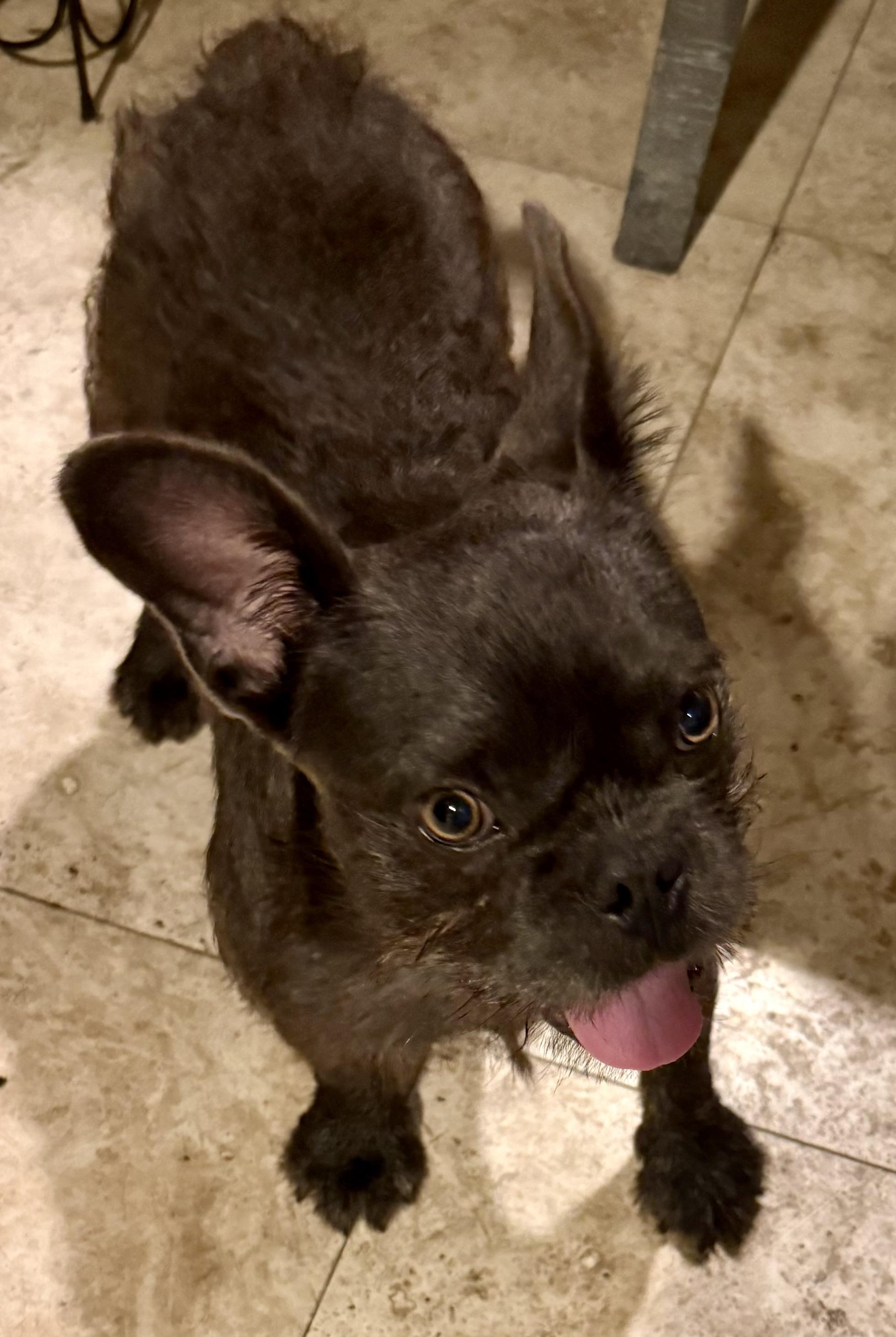 Fluffy Frenchie puppy boy hypoallergenic , an adopted French Bulldog in Boca Raton, FL image 6/6