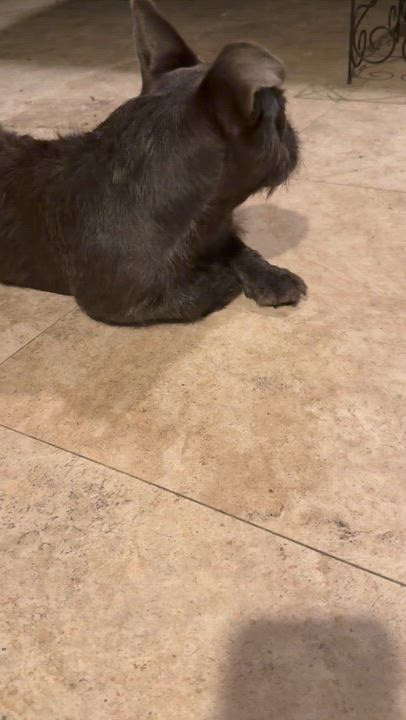 Enlarge Fluffy Frenchie puppy boy hypoallergenic , an adopted French Bulldog in Boca Raton, FL video 3/6