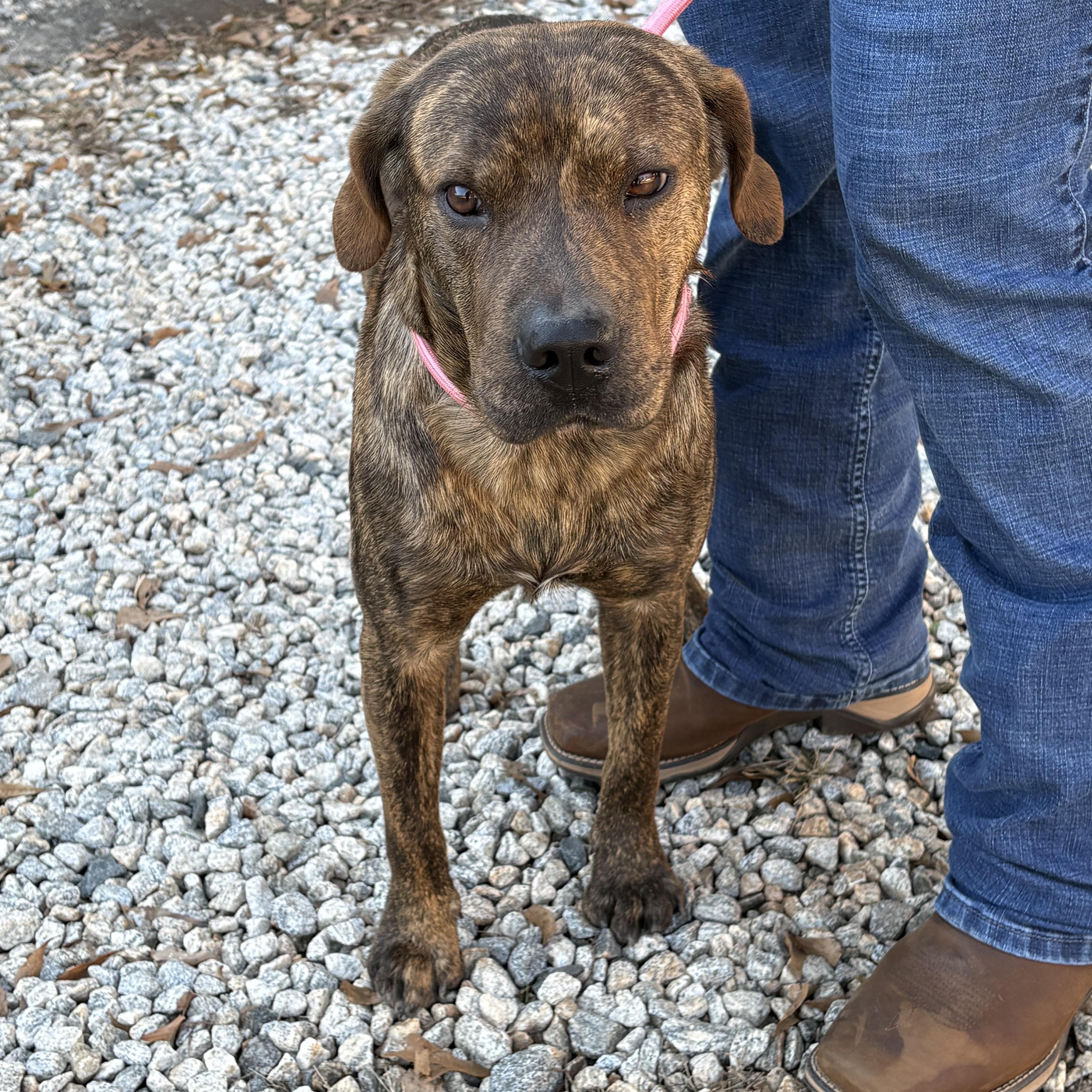 BRODY, adoptable, Young Male Plott Hound.