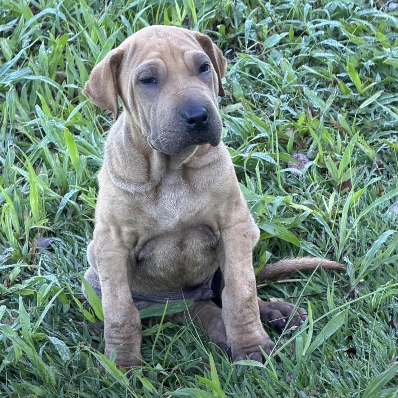 Enlarge ZEPO (out of town), a Adoptable Shar-Pei in New York, NY image 2/2