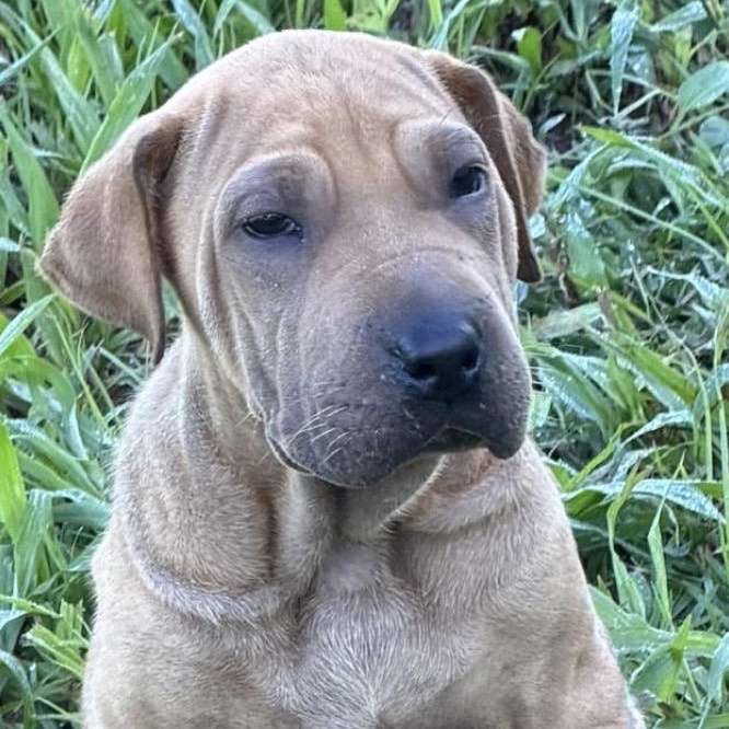 ZEPO (out of town), Adoptable, Puppy Male Shar-Pei.