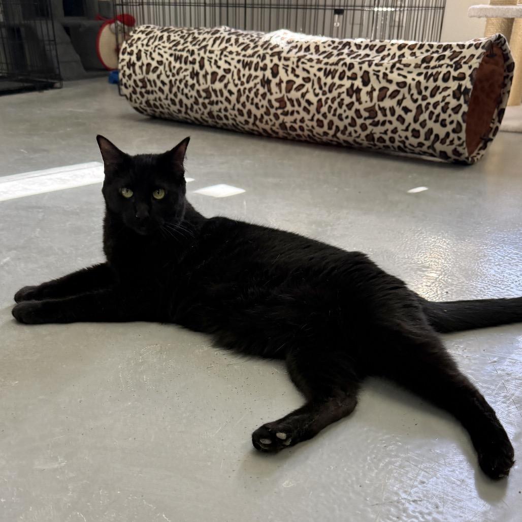 Hera, Adoptable, Adult Female Domestic Short Hair.