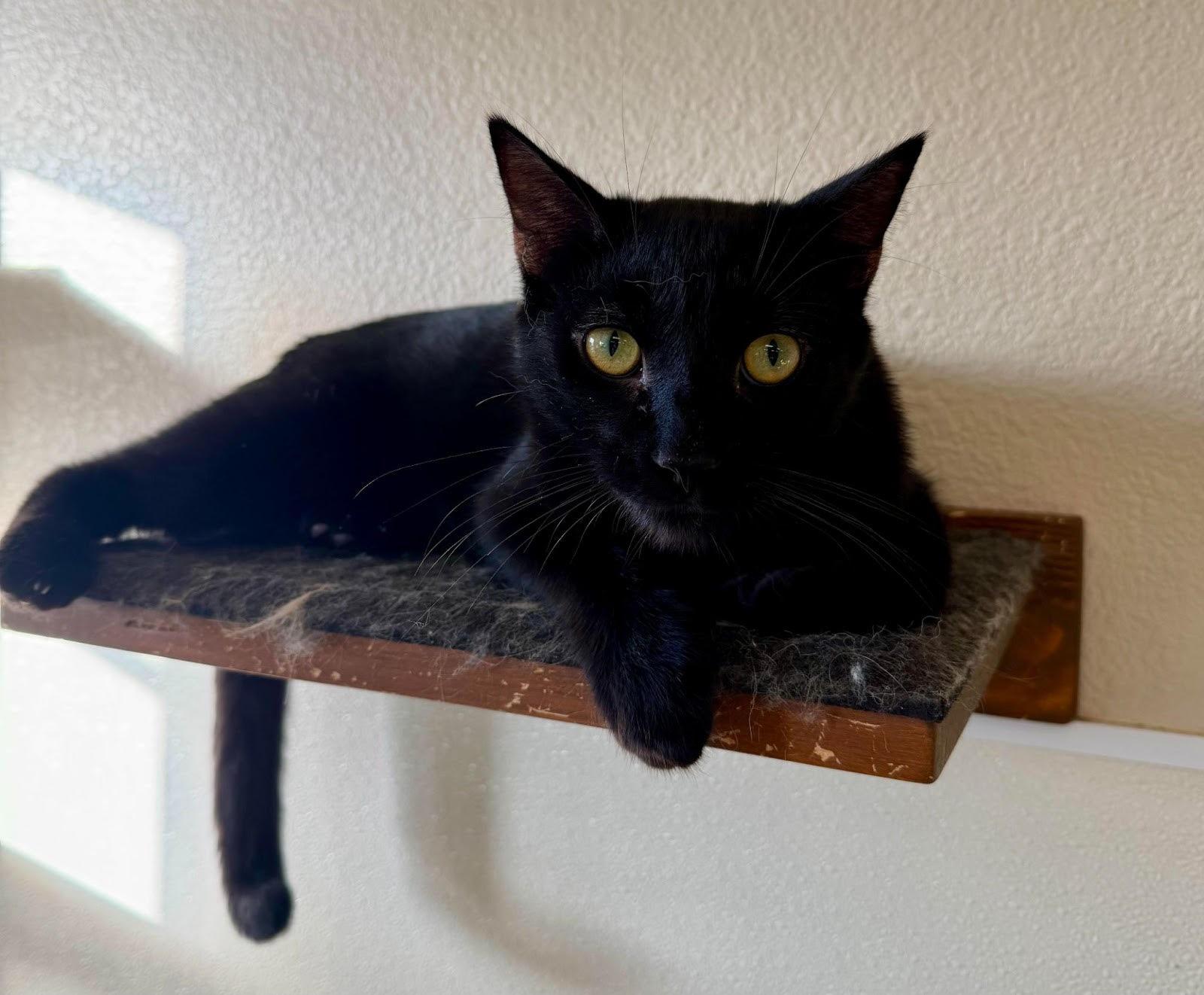 Onyx, adopted, Adult Male Domestic Short Hair.