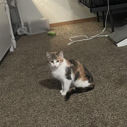 Brooke, ADOPTABLE, Young Female Domestic Short Hair.