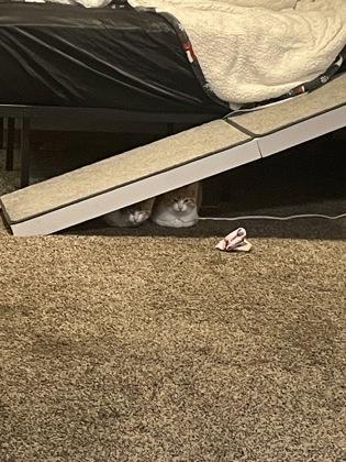 Enlarge Brooke, a ADOPTABLE mixed breed in Dubuque, IA image 2/2