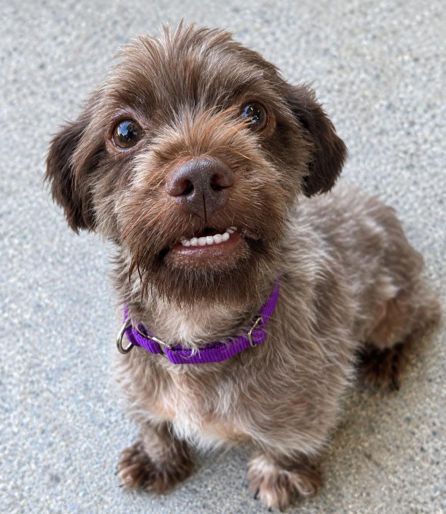 Wylie, Adoptable, Adult Male Havanese & Mixed Breed.