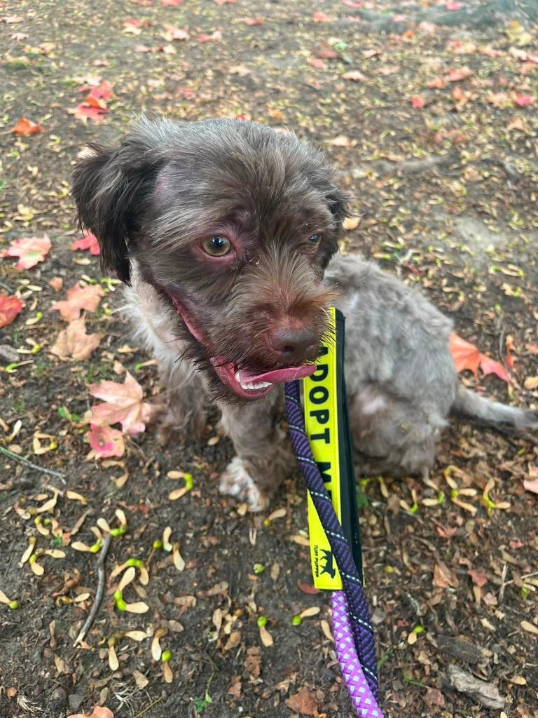 Enlarge Wylie, a Adoptable mixed breed in Warren, MI image 2/6