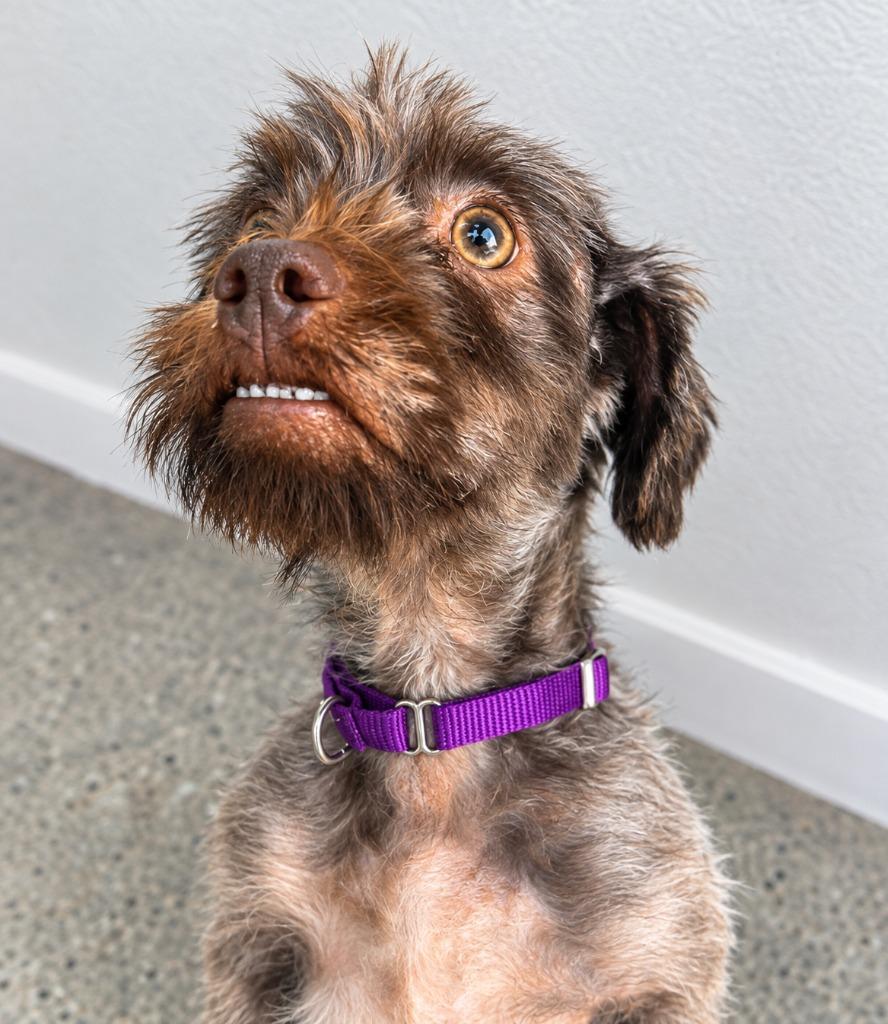Enlarge Wylie, a Adoptable mixed breed in Warren, MI image 3/6