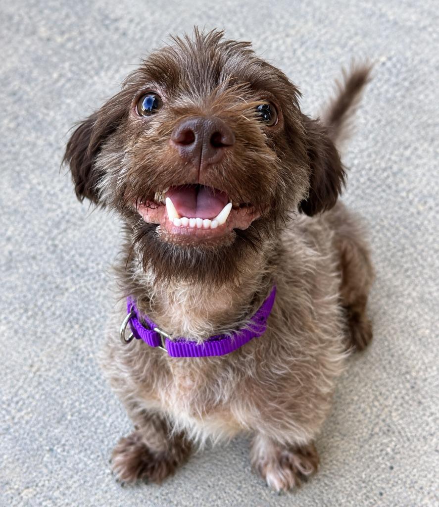 Enlarge Wylie, a Adoptable mixed breed in Warren, MI image 4/6
