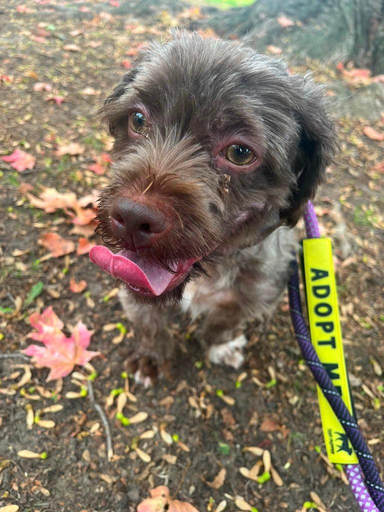 Enlarge Wylie, a Adoptable mixed breed in Warren, MI image 5/6