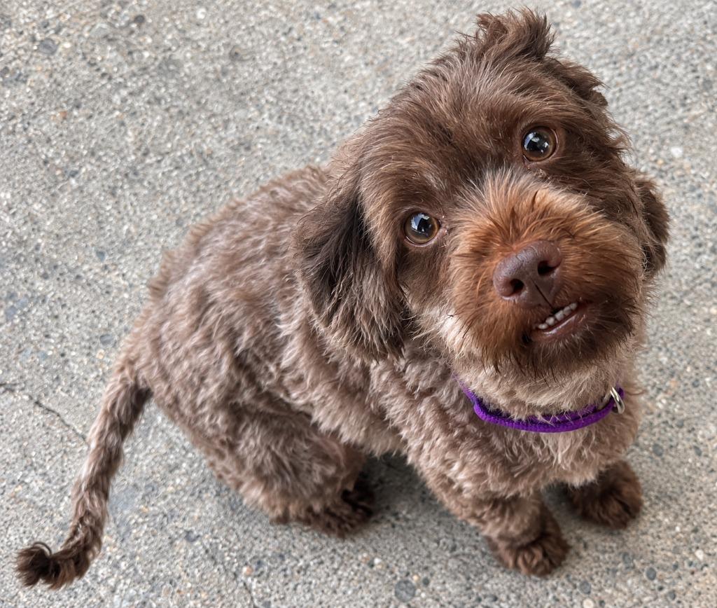 Enlarge Wylie, a Adoptable mixed breed in Warren, MI image 6/6