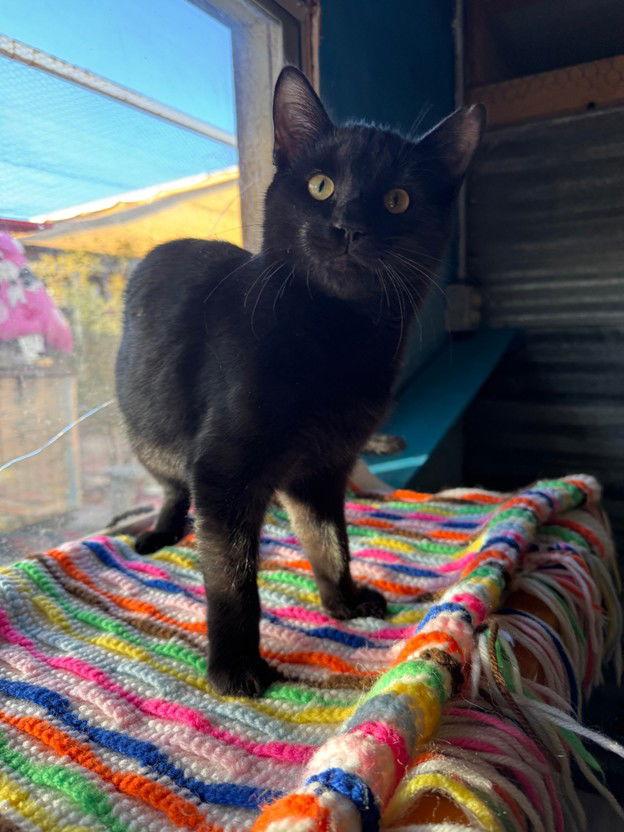 Enlarge Simon, a Adoptable Domestic Short Hair in Williamsburg, NM image 1/3