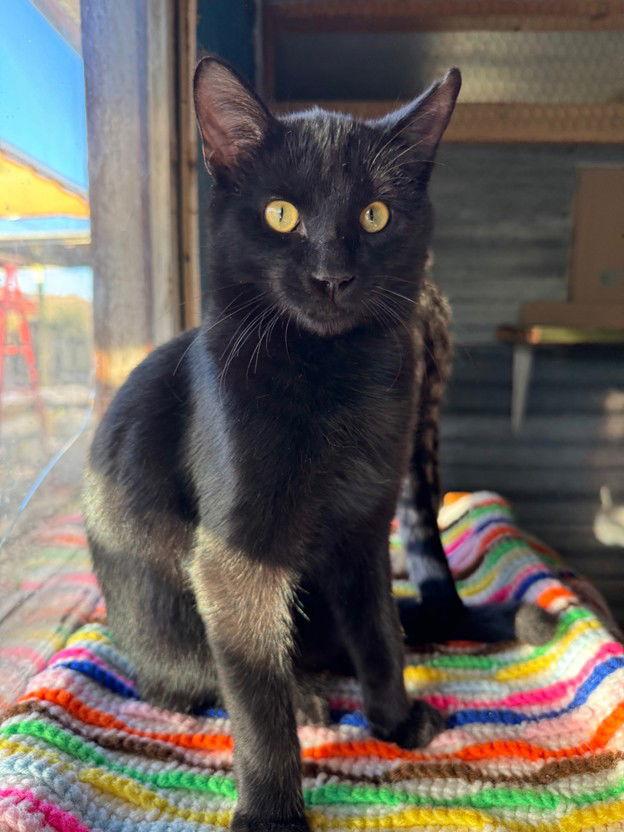 Enlarge Simon, a Adoptable Domestic Short Hair in Williamsburg, NM image 2/3