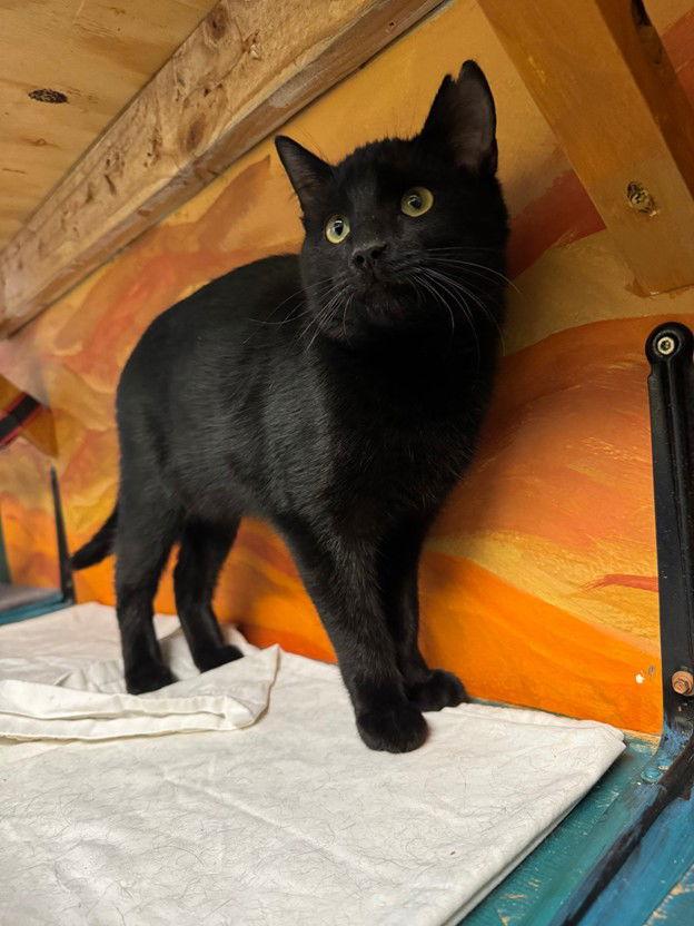 Enlarge Simon, a Adoptable Domestic Short Hair in Williamsburg, NM image 3/3