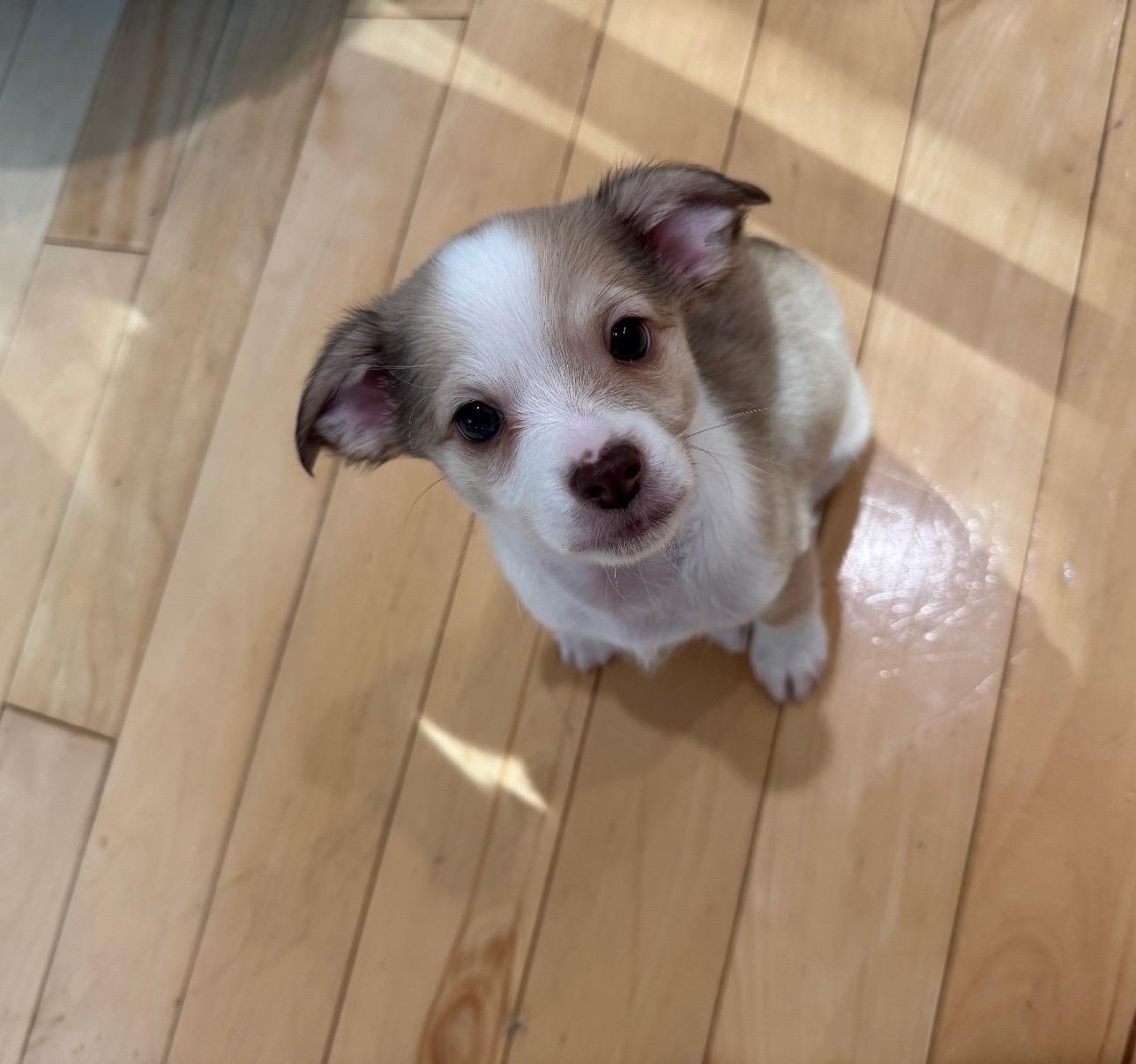 26Petey, Adopted, Puppy Male Chihuahua & Terrier.