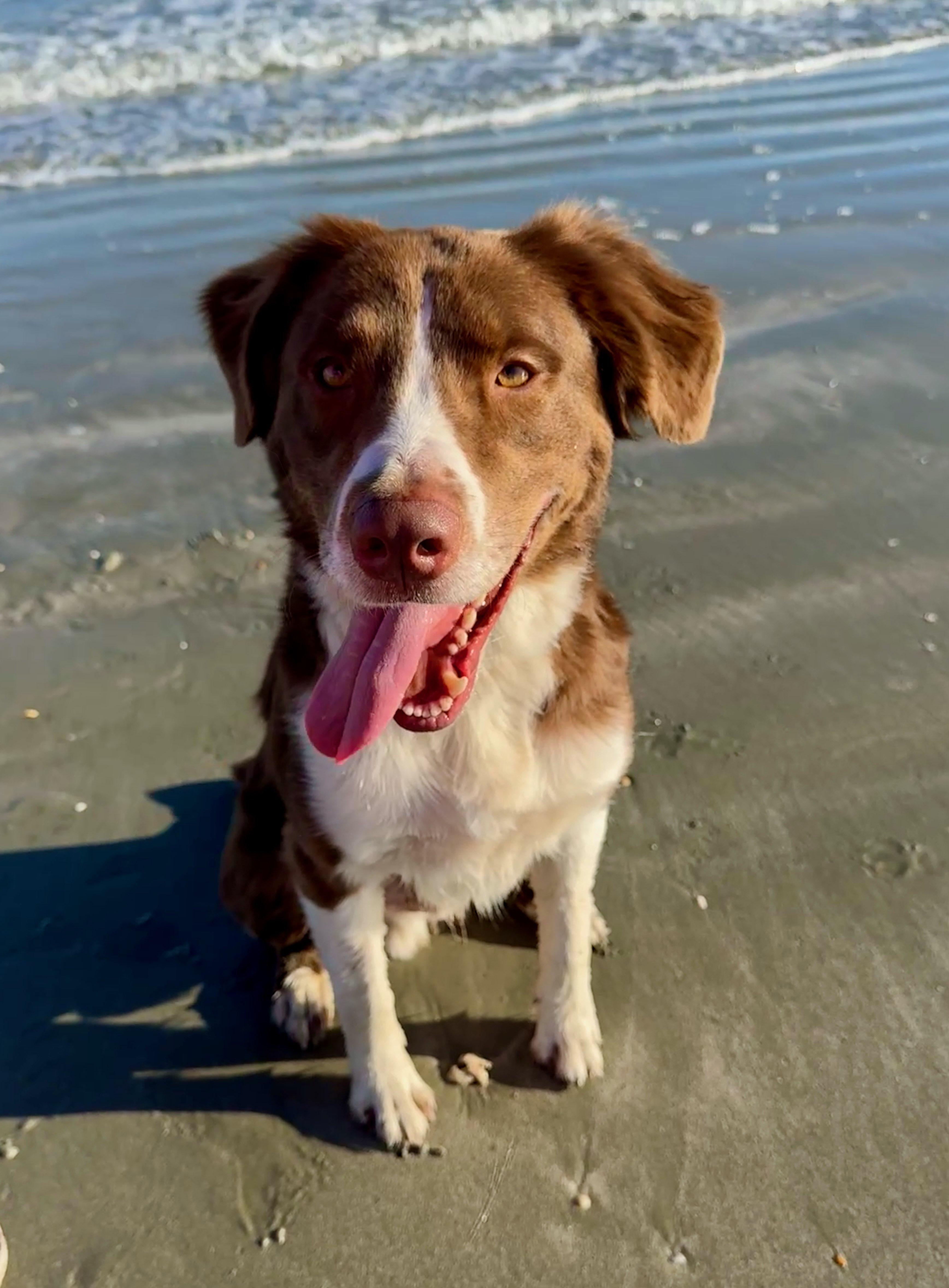 Enlarge Jasper, an adopted Australian Shepherd in Charleston, SC image 4/4