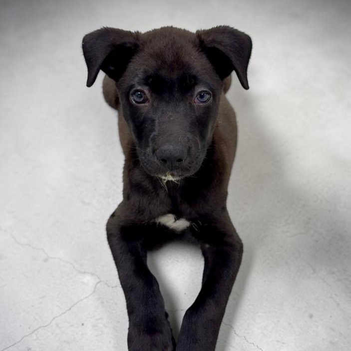 Bruin, Adoptable, Puppy Male Shepherd & Labrador Retriever.