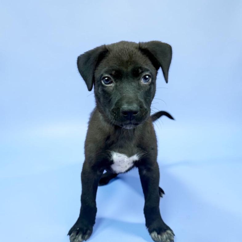 Enlarge Bruin, a Adoptable mixed breed in Cleveland, OH image 3/3