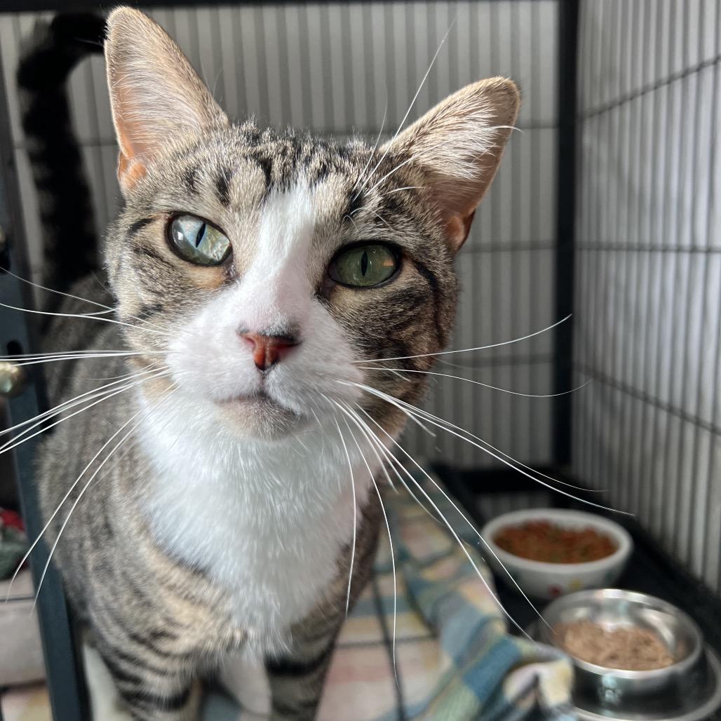 Kiki, Adoptable, Adult Female Domestic Short Hair.