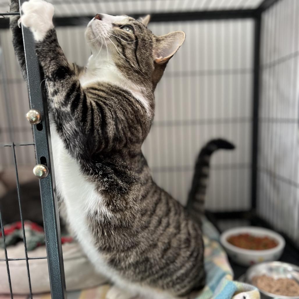 Kiki, a Adoptable Domestic Short Hair in Mount Laurel, NJ image 2/5