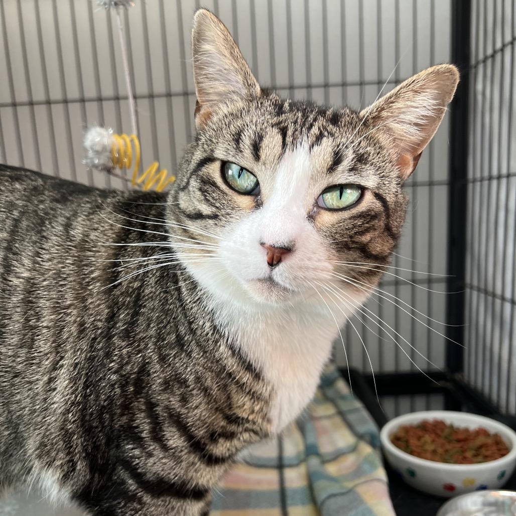 Kiki, a Adoptable Domestic Short Hair in Mount Laurel, NJ image 4/5