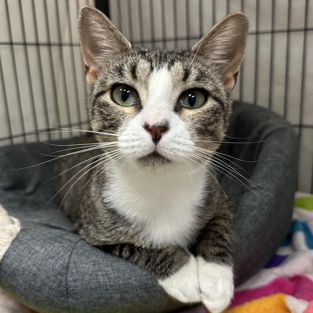 Enlarge Kiki, a Adoptable Domestic Short Hair in Mount Laurel, NJ image 2/2