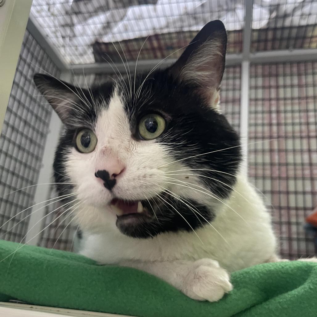 Enlarge Krispy Kreme, a Adoptable Domestic Short Hair in Chicago, IL image 1/2