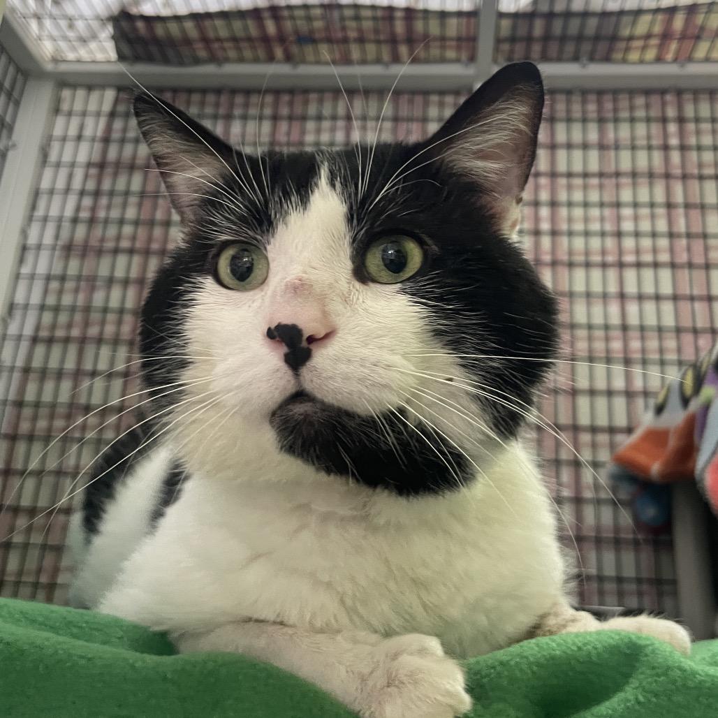 Enlarge Krispy Kreme, a Adoptable Domestic Short Hair in Chicago, IL image 2/2