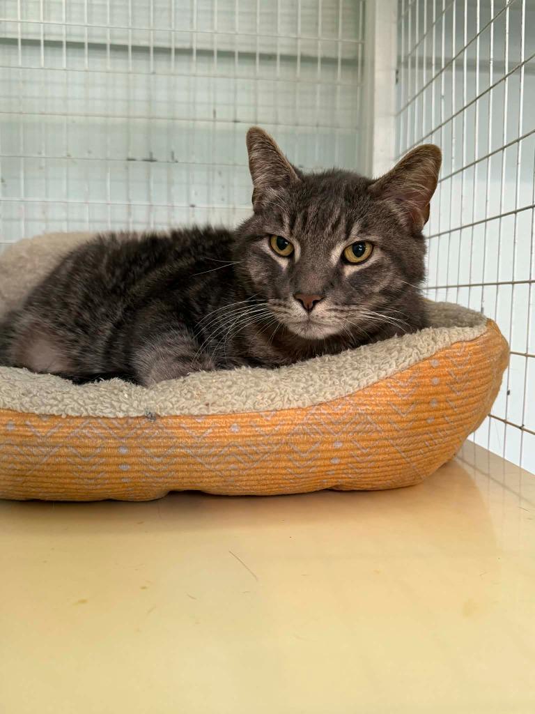Frasier, Adoptable, Adult Male Domestic Short Hair.
