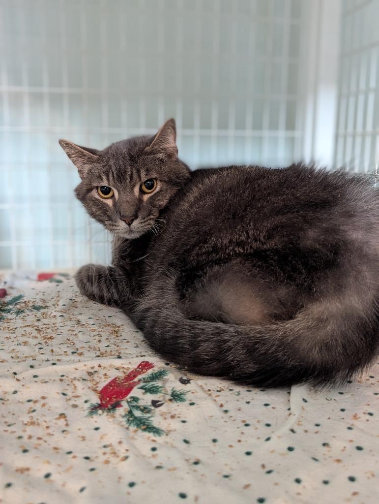 Enlarge Frasier, a Adoptable mixed breed in Kingsland, GA image 2/3