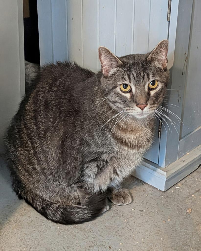 Enlarge Frasier, a Adoptable mixed breed in Kingsland, GA image 3/3