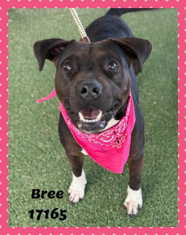 Enlarge Bree (881), a Adoptable mixed breed in Marietta, GA image 1/1