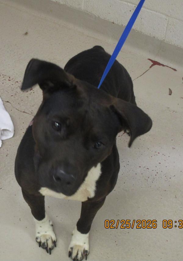 Bree (80) — thumbnail 2