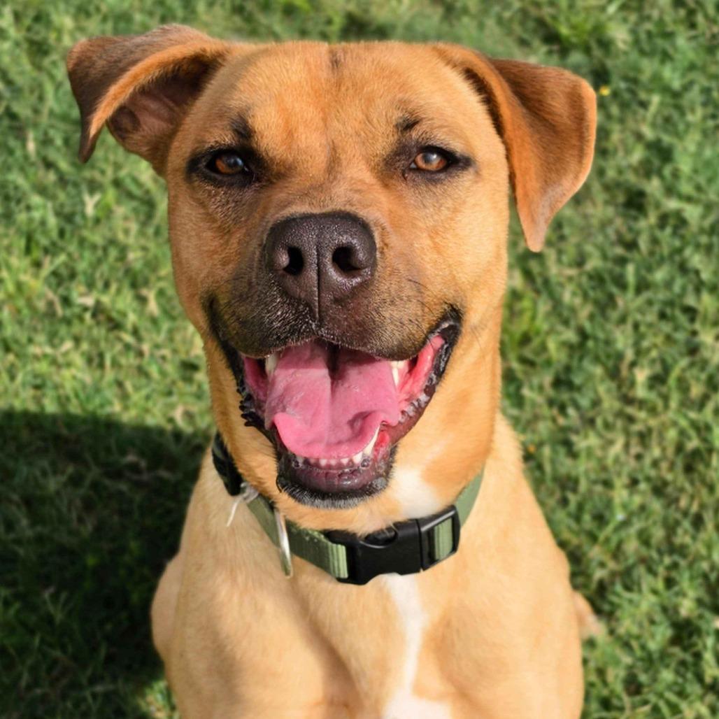 Birdie, a Adoptable mixed breed in Beaumont, TX image 1/6