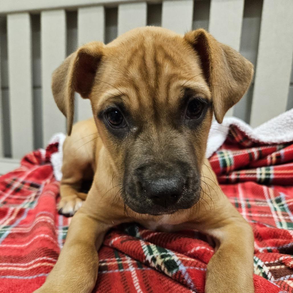 Birdie, Adoptable, Young Female Boxer & Labrador Retriever.