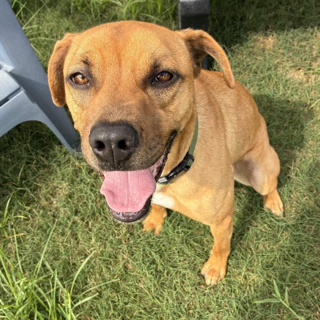 Enlarge Birdie, a Adoptable mixed breed in Beaumont, TX image 2/6