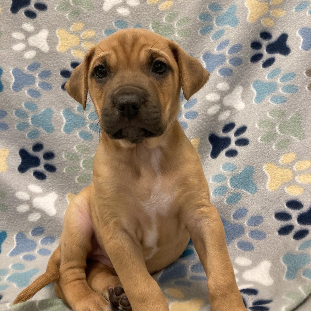 Birdie, a Adoptable mixed breed in Beaumont, TX image 3/6