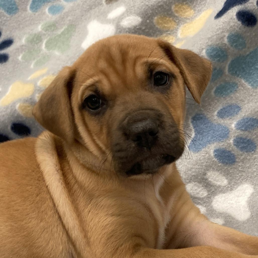 Birdie, a Adoptable mixed breed in Beaumont, TX image 4/6