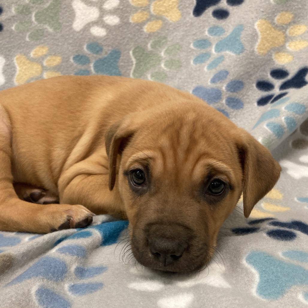 Birdie, a Adoptable mixed breed in Beaumont, TX image 5/6