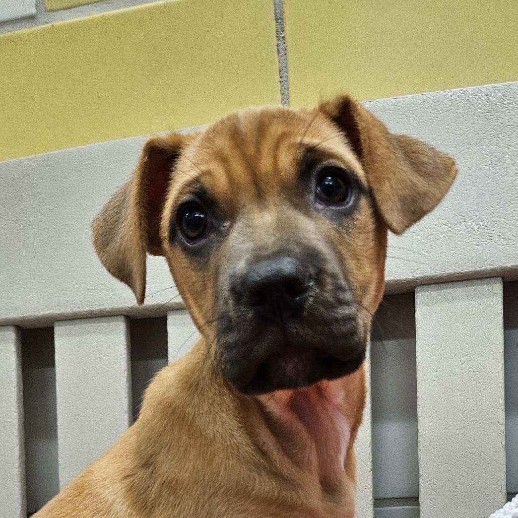Birdie, a Adoptable mixed breed in Beaumont, TX image 6/6