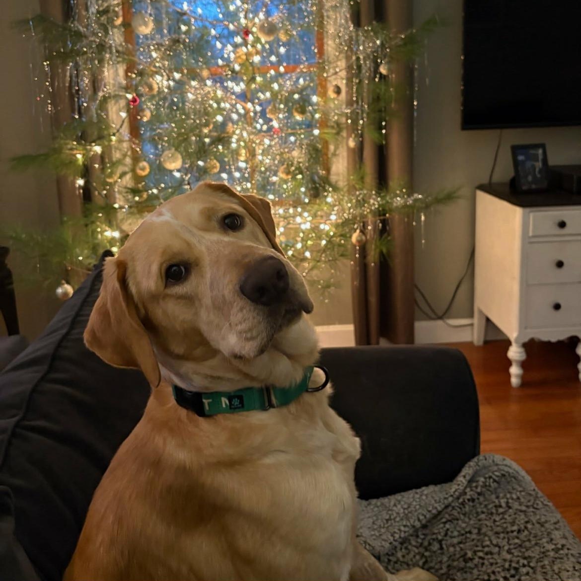 Buddy, adopted, Young Male Golden Retriever.