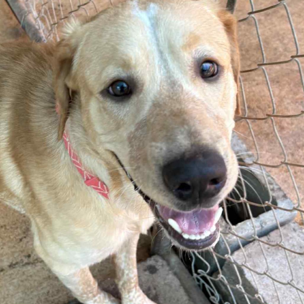Buddy, an adopted mixed breed in North Dighton, MA image 2/3